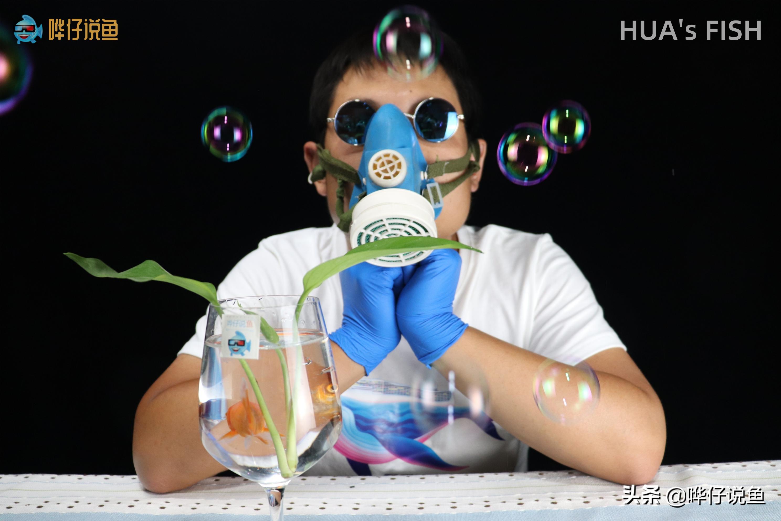 怎么判断观赏鱼是睡觉还是生病了,观赏鱼呼吸急促死亡是什么原因