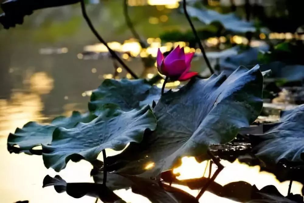 沉淀在岁月中的记忆,沉淀在岁月里的记忆