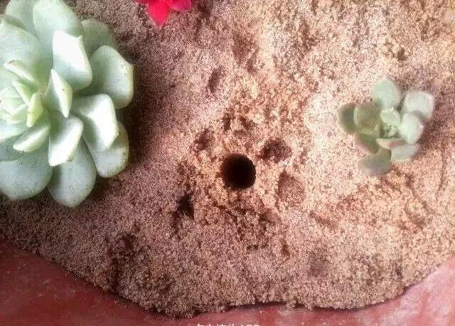 这3种多肉最适合新手,多肉扦插用什么方法最好