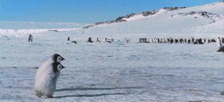 为什么北极没有企鹅宝宝,放在北极的69只企鹅怎么样了