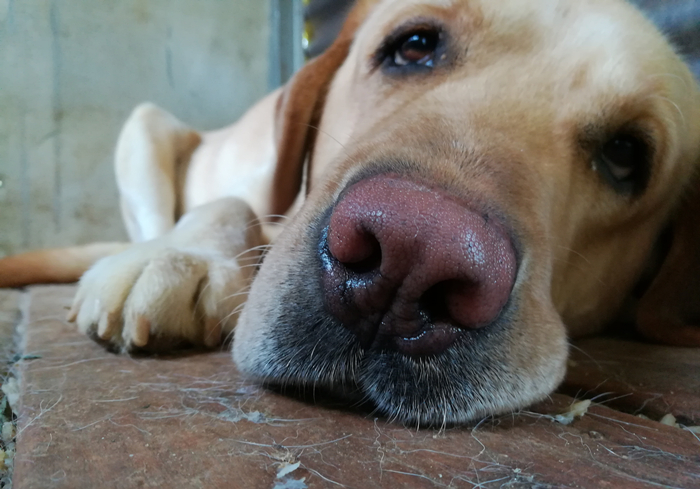 犬蛋白丢失性肠炎是什么引起的,犬蛋白丢失性肠炎