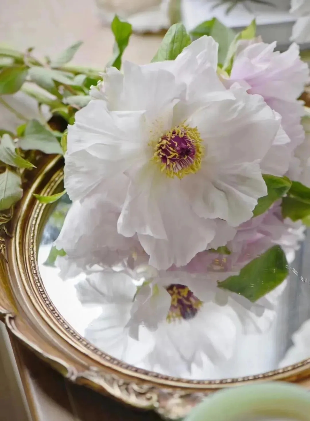 植库‖跟随仙气飘飘的油牡丹，追寻春天的步伐