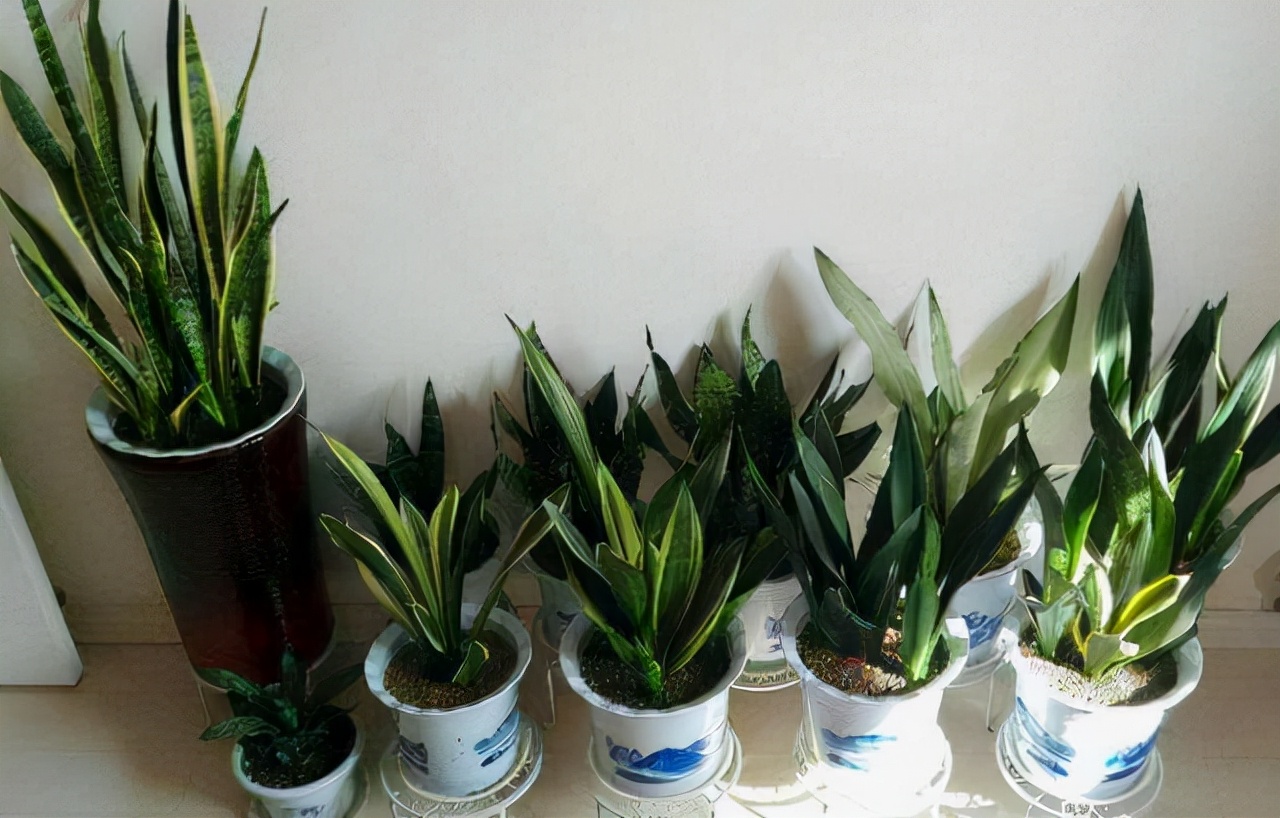 养花人养的花都有哪些,什么花养人又健康又好养