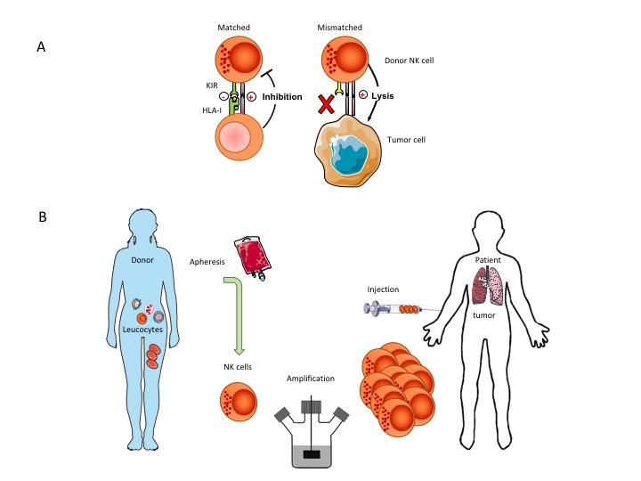 哪些治疗方法是免疫治疗,免疫治疗法适应哪几种癌
