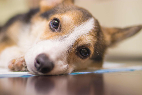 狗狗身上起红点掉毛发痒怎么办,养狗狗后皮肤痒是什么原因