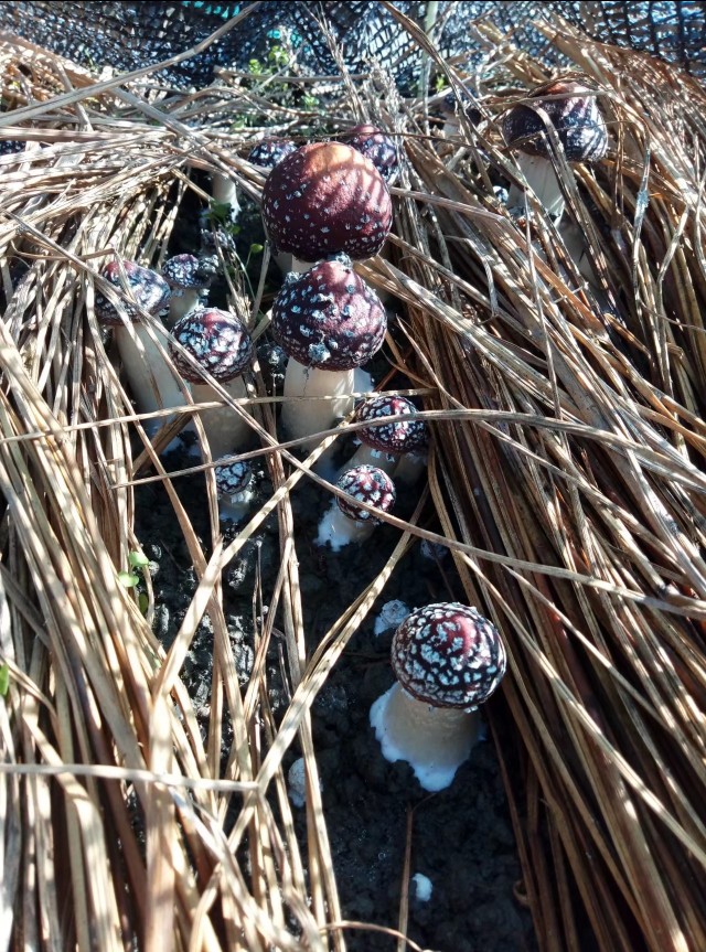 农学专业学什么,园艺专业学什么