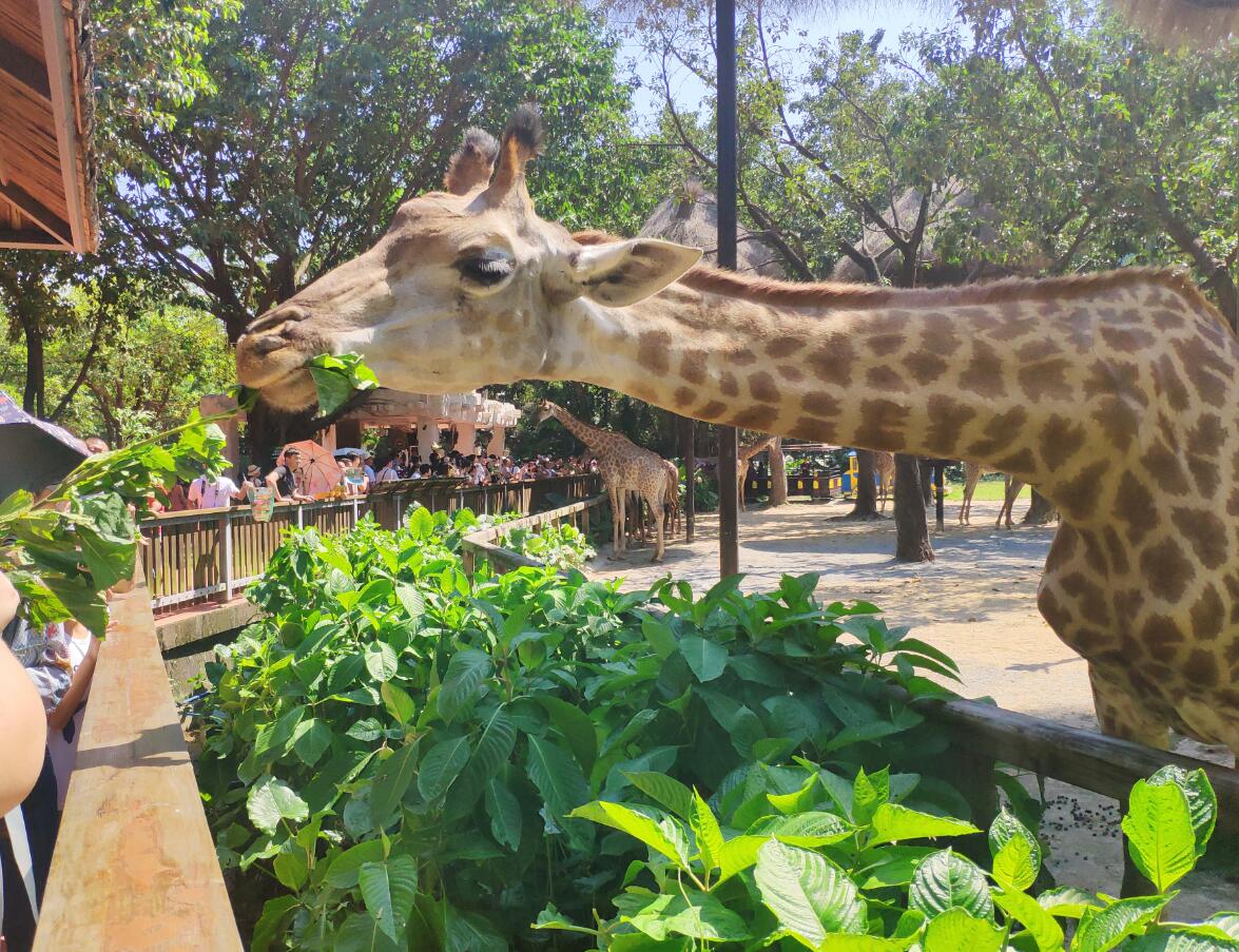 广州动物园和长隆野生动物世界,广州长隆野生动物园攻略自由行