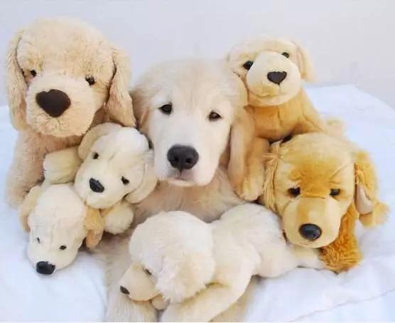 让狗狗开心的方法,让狗狗幸福的7件事