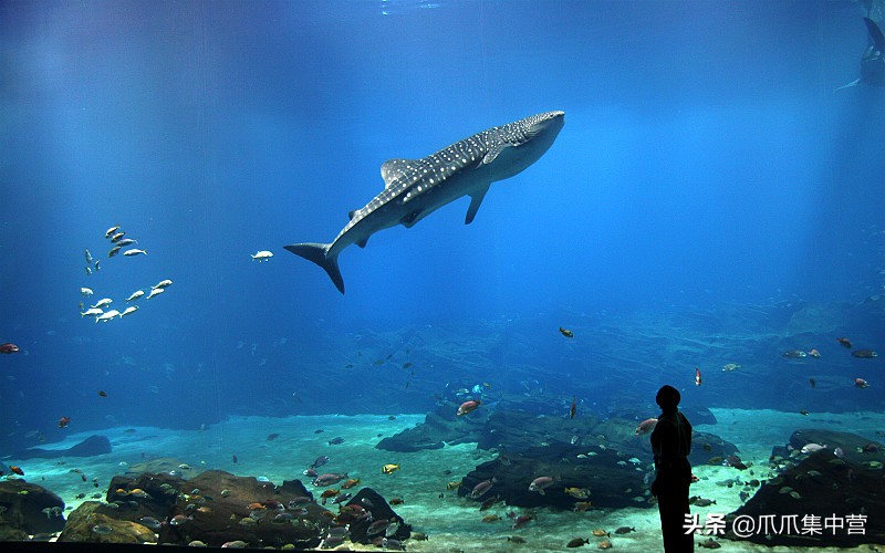 人工养殖鲨鱼死了怎么办,人工饲养虎鲸为啥短命