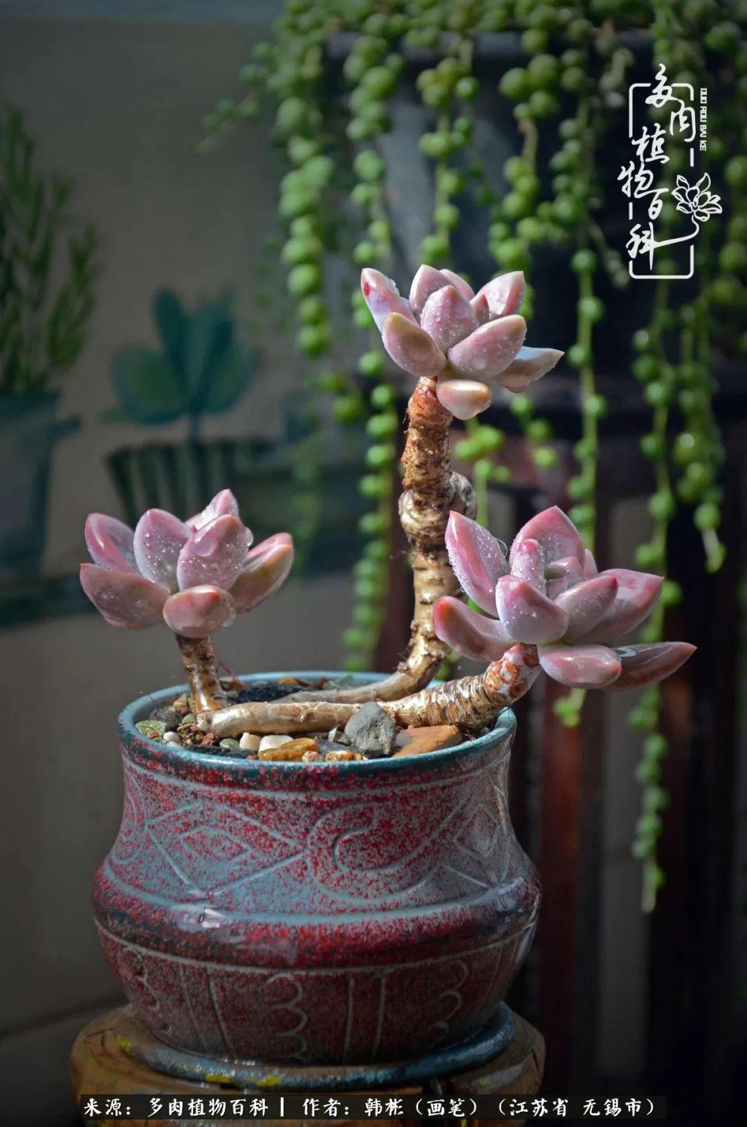 听音乐赏多肉,听音乐赏花赏美景