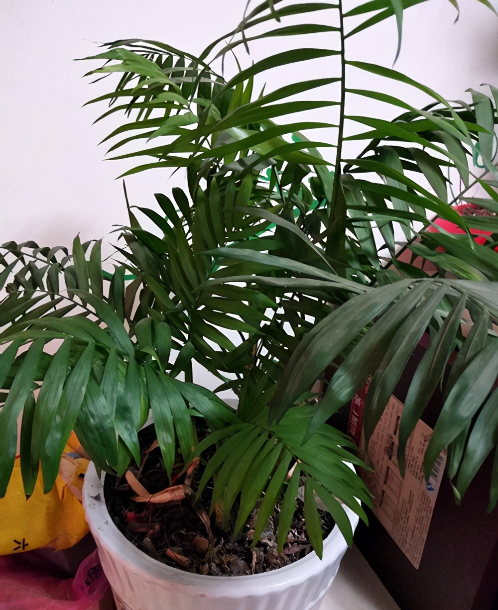 袖珍椰子客厅绿植怎么养,袖珍椰子在家里养有什么好处