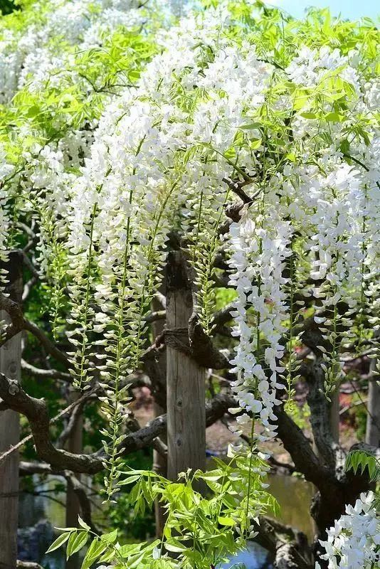 紫藤中最有名的品种叫什么名字,非常好种不需要太阳的紫藤品种