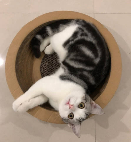 猫咪为什么喜欢在身上踩来踩去,猫咪咬衣服踩来踩去