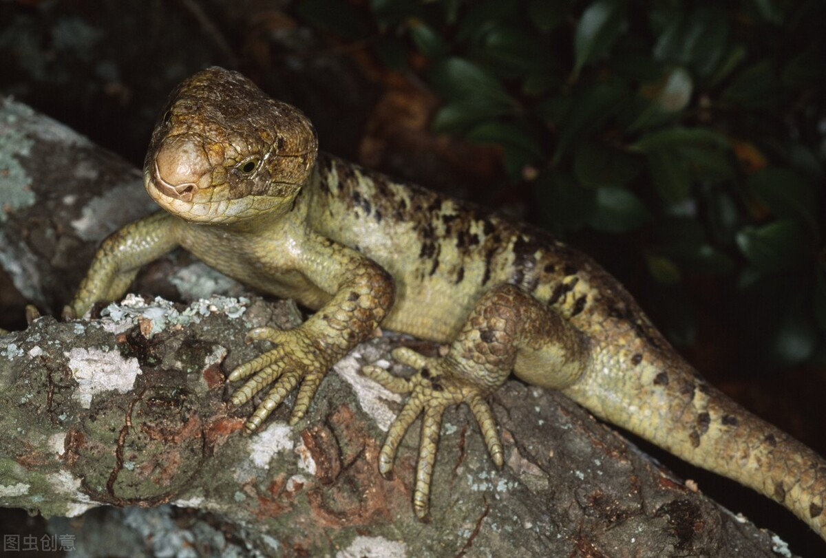 俗称臭大姐的虫子是益虫还是害虫,狗婆蛇是保护动物吗