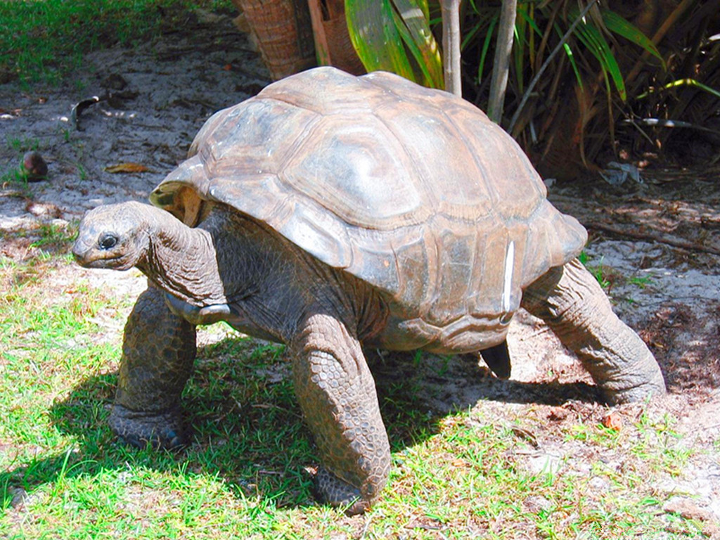 乌龟被拆了还能活吗,乌龟被挖出来