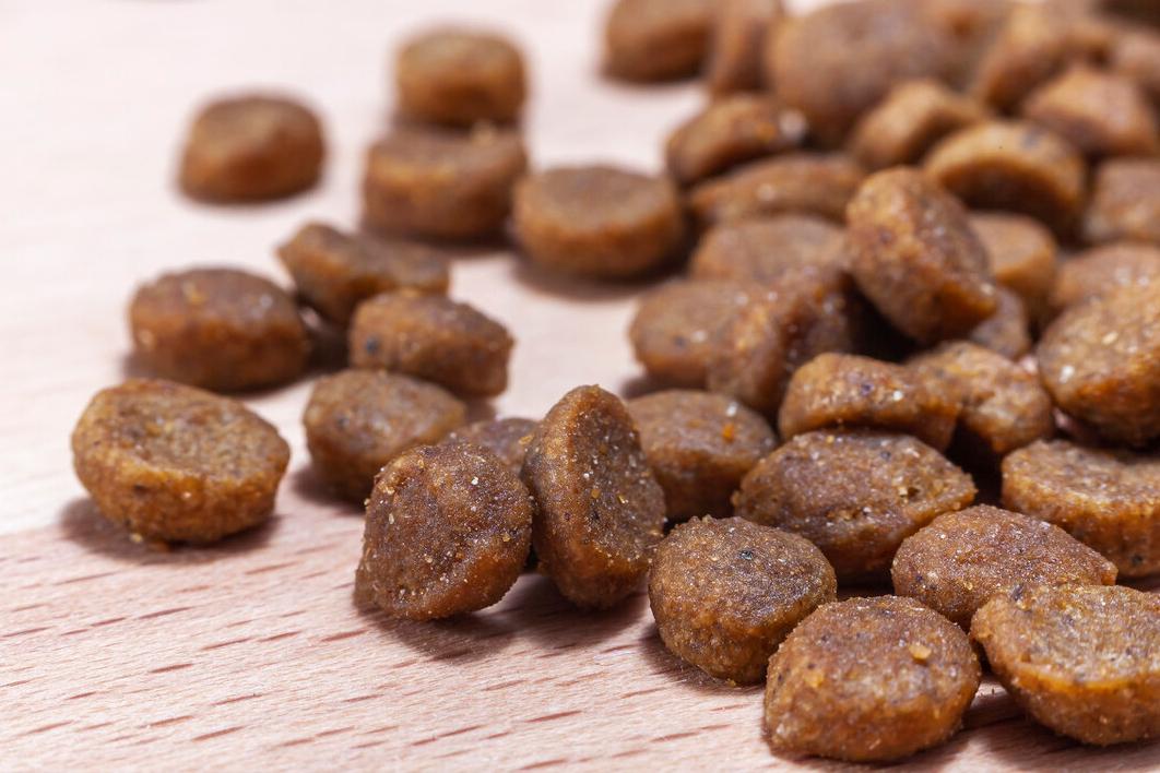 这五种狗狗经常被弃养,这7种狗早已被禁养别再带回家了