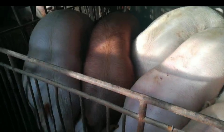 养殖母猪怎么样,母猪配完种怎么喂养仔猪多