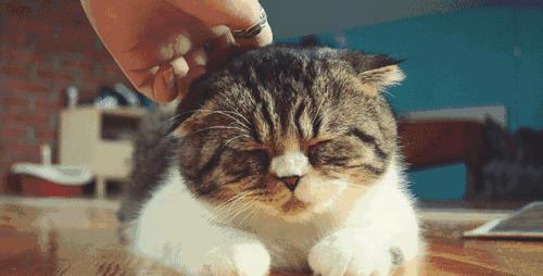 猫咪耳廓有个鼓包是怎么回事,猫咪耳根部长了个大包