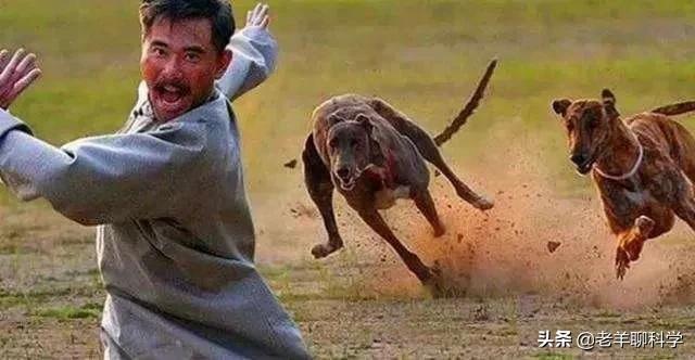 恶犬咬人被反杀集锦解气,恶犬咬人被一招制服