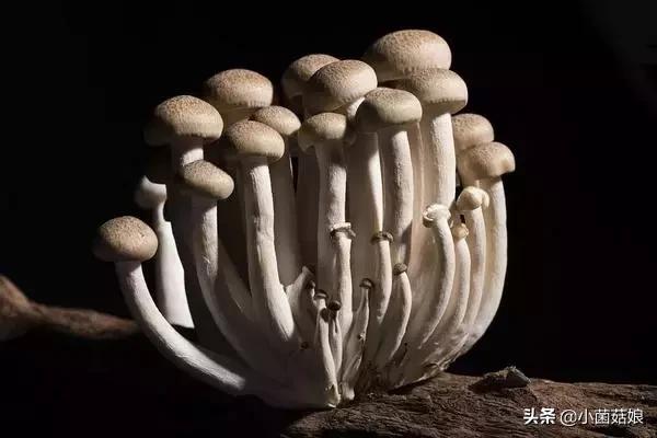 种蘑菇的利润与成功率,种蘑菇投资大吗