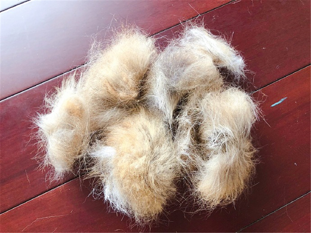 解决猫毛过敏最佳办法,猫毛会导致脸部过敏吗