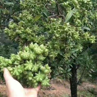 八角的香气是香料中最霸气的,八角和什么香料都具有芳香的气味