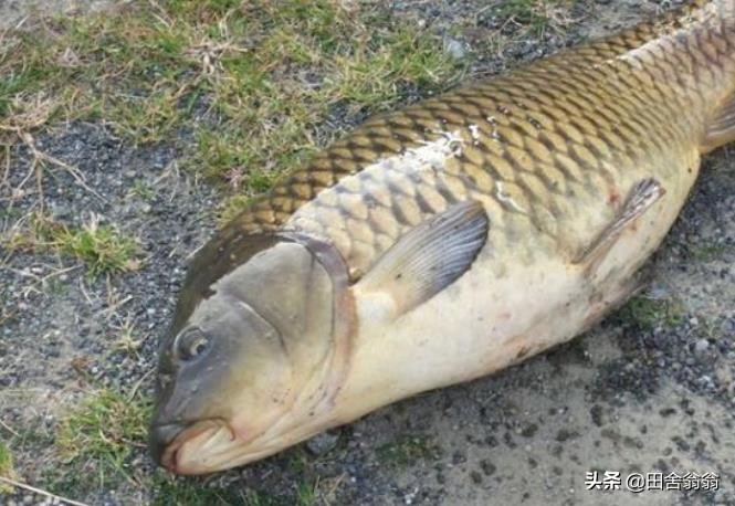 春季钓鱼小技巧新手学会秒变老手,春季钓鱼的技巧及其注意事项