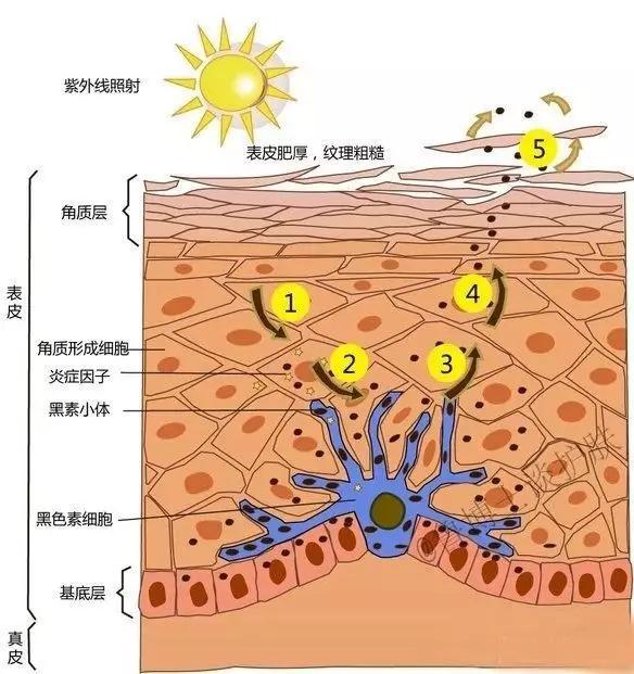 被太阳晒黑了怎样才能快速变白,手怎么才能快速变白