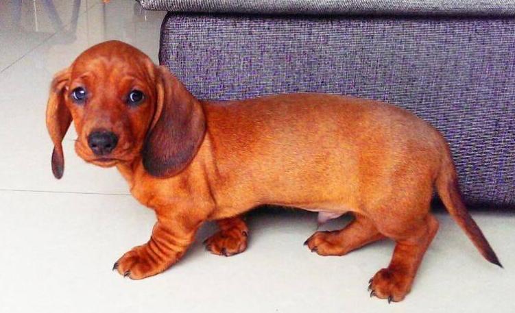 最好养的十种狗狗是哪几种,哪种狗狗最听话最好养又好养