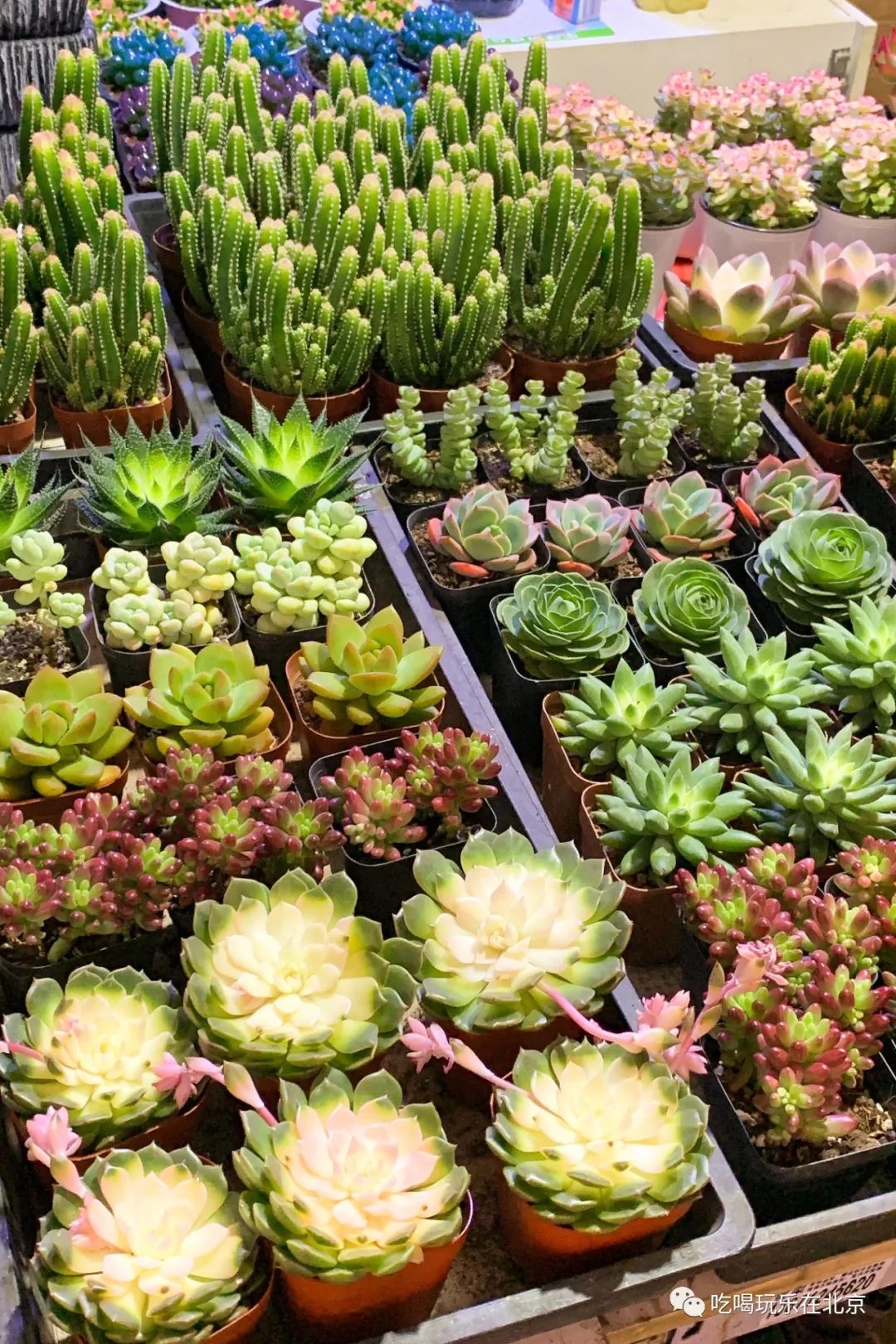 北京花市攻略大全,北京最美赏花景点
