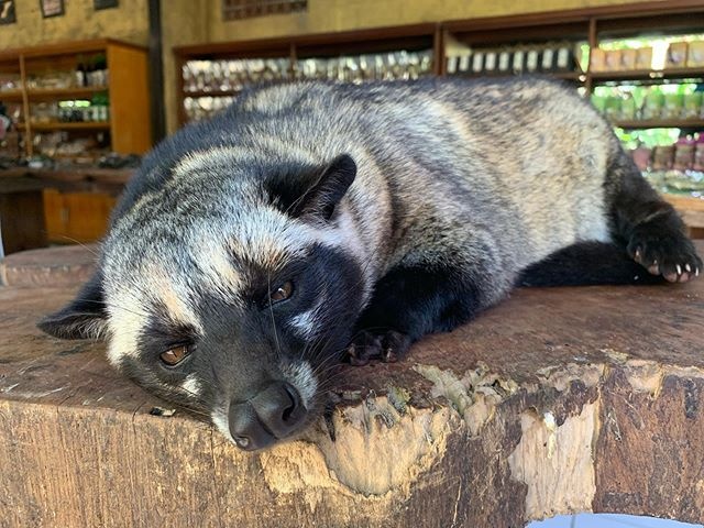 猫屎咖啡为什么这么受欢迎,猫屎咖啡为什么便宜