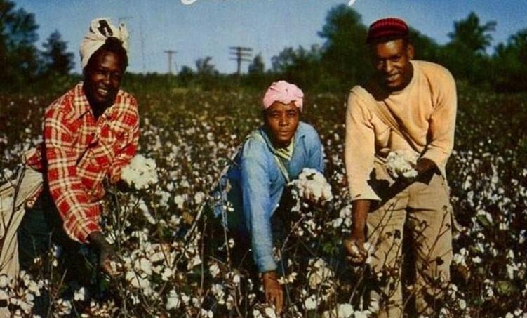 “以己度人”：美国是如何奴役黑人，强迫他们劳动，采摘棉花的？