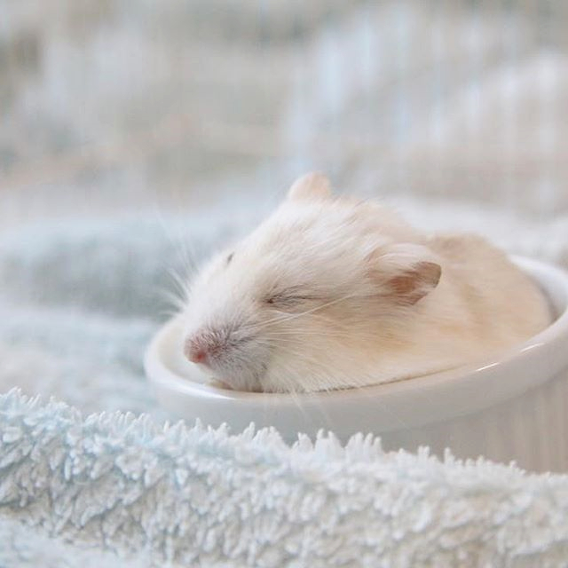 如何驯服一只不听话的小仓鼠,仓鼠躺鼠过程