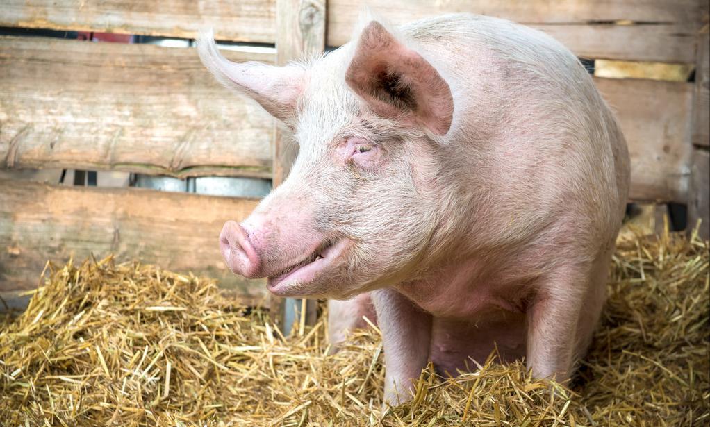 养猪放盐和苏打有什么效果,食盐养鸡的妙用