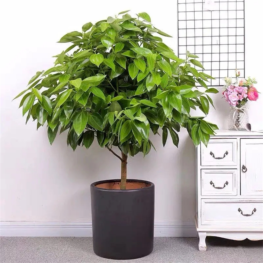 天然加湿器适合种什么绿植,空气加湿器种什么植物好