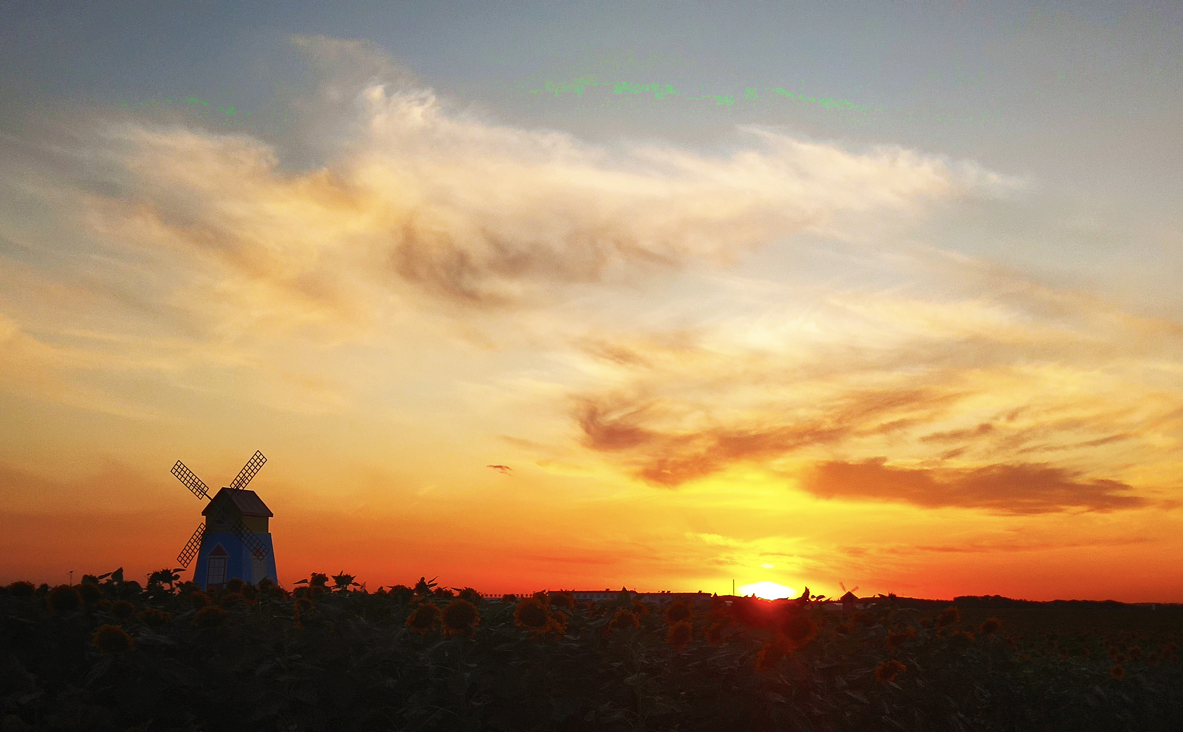 拍花海摄影技巧,如何拍出好看的花海视频