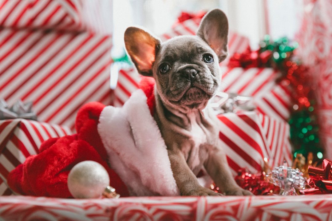 圣诞礼物是gift还是present,圣诞节礼物都是提前送的吗
