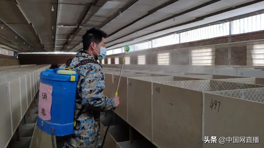 竹鼠多少只被判刑,广东东源3000多竹鼠被处理