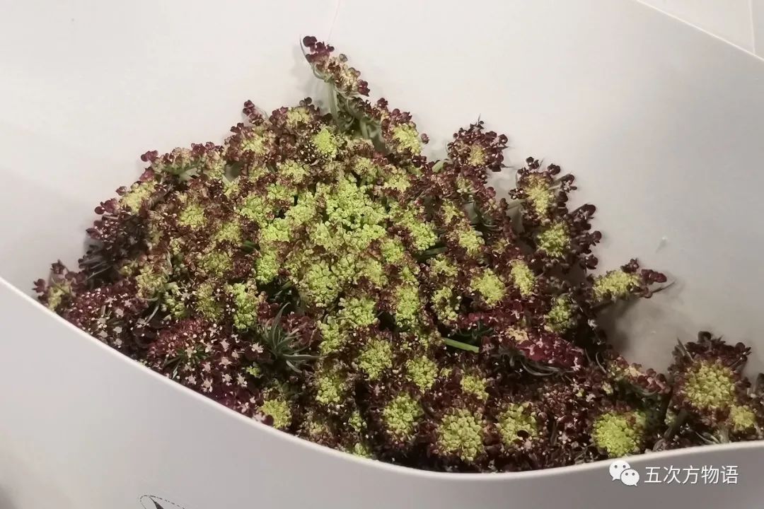 鲜切花都有哪些品牌,花卉市场买的月季不知道品种