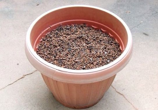 石斛兰用煤渣好吗,怎样用锯末养石斛兰