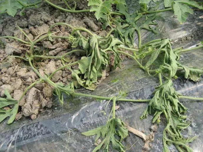 番茄青枯病萎蔫,青枯病和立枯病萎蔫的症状