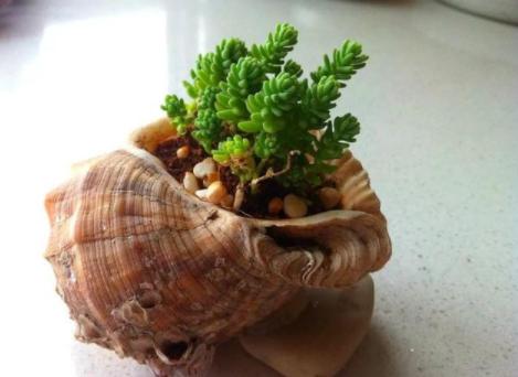 夏季带盆土的多肉买回家怎么养,夏天耐热露天最好养的多肉