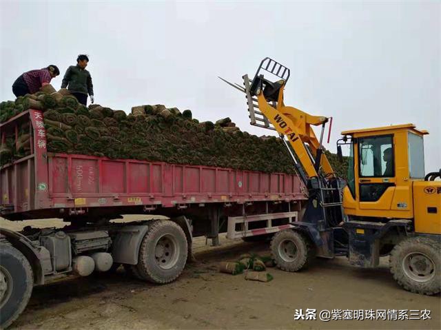 紫塞明珠,紫塞明珠苗木基地在哪里