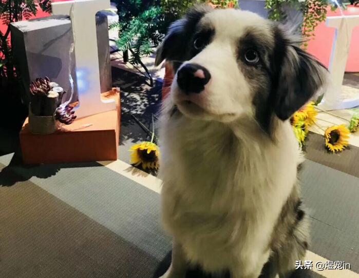 边牧狗狗体温多少正常,边牧幼犬发烧怎么办