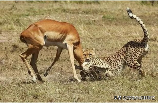 最完美的顶级捕食者,地球上最顶级的捕食者