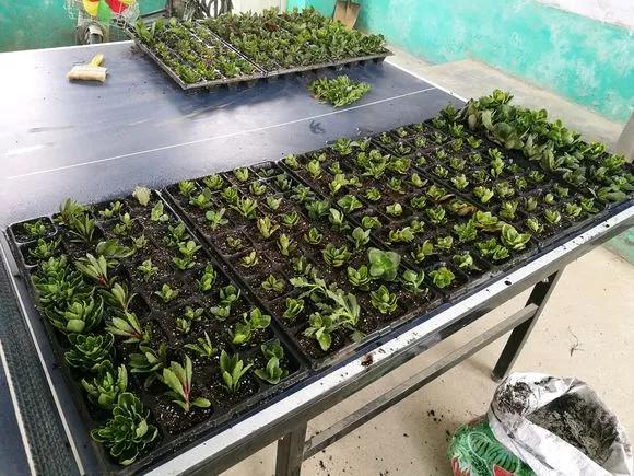 买了老桩绣球怎么办,老桩一般要养多久才会开花