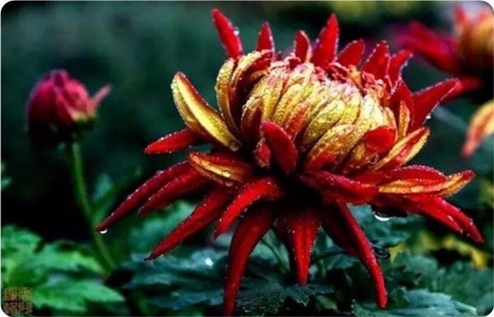 菊花100幅欣赏,菊花的十大绝美诗句