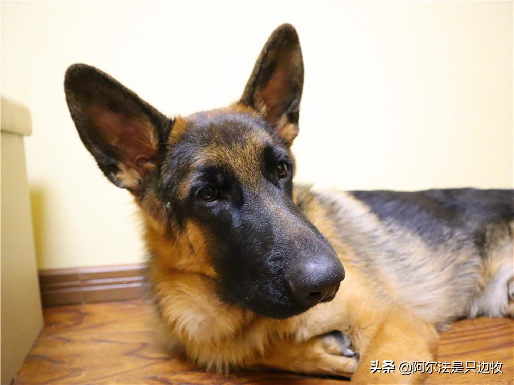 大德牧帅气时刻,大德牧可爱视频