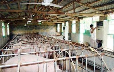 母猪产床冬天怎么防寒保暖,夏季母猪生产如何降温