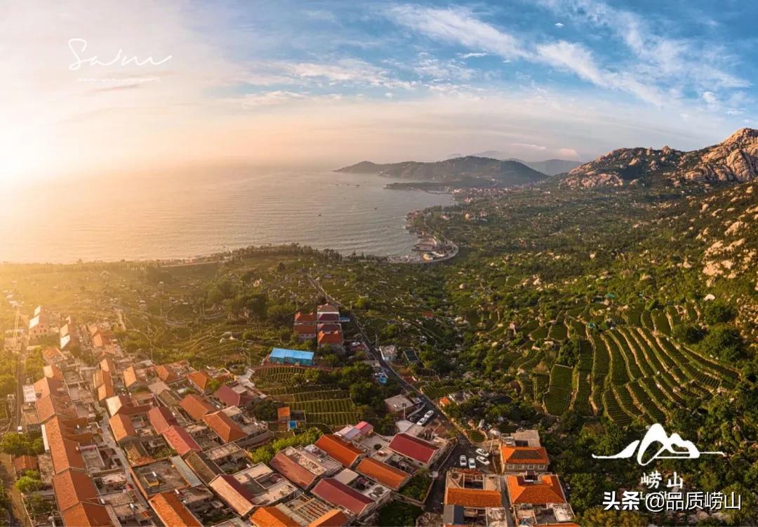 崂山茶特色,简单也许是最好的